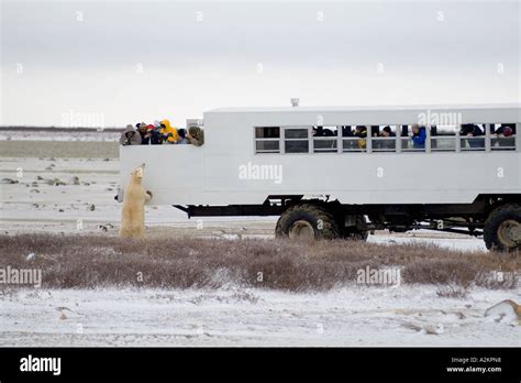 Curious Polar Bear Close Encounter As Bear Looks In To Tundra Buggy To