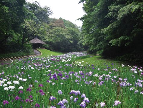 Meiji Jingu Garden - Bios Pics