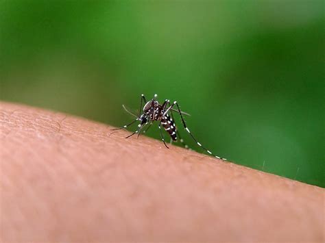 What Is Chikungunya Symptoms Causes Diagnosis Treatment And How To