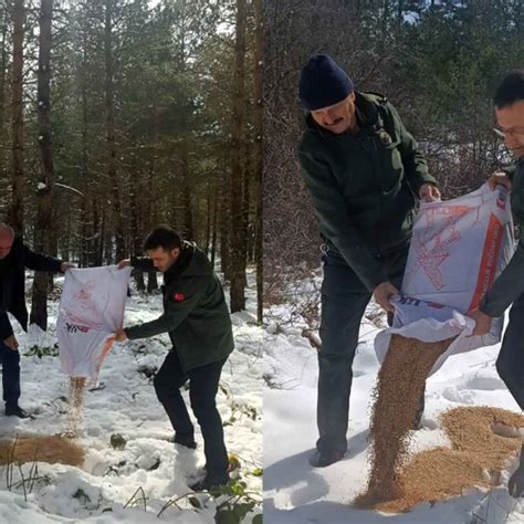 Karabük te Yaban Hayvanları için Yemleme Çalışması Marmaris Manşet