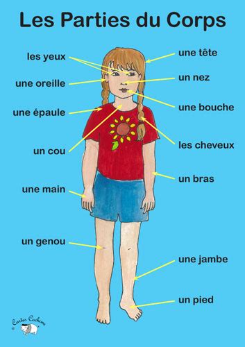 Poster Les Parties Du Corps Little Linguist