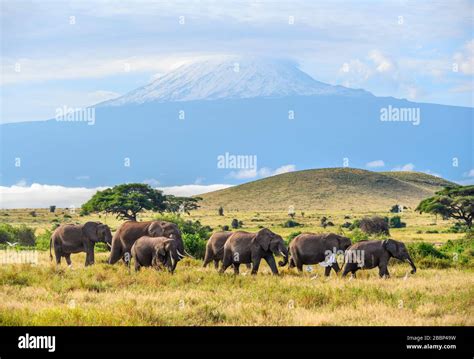 African Bush Elephants Hi Res Stock Photography And Images Alamy