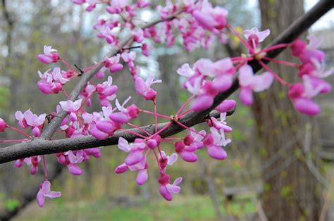 Maryland Invasive Plants List