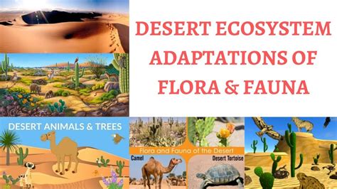 What Is Desert Ecosystem Cold And Hot Causes Of Formation Flora And Fauna Youtube