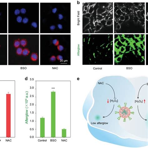 In Vitro Afterglow Imaging Of APtN In 4T1 Cells Ad Fluorescence A