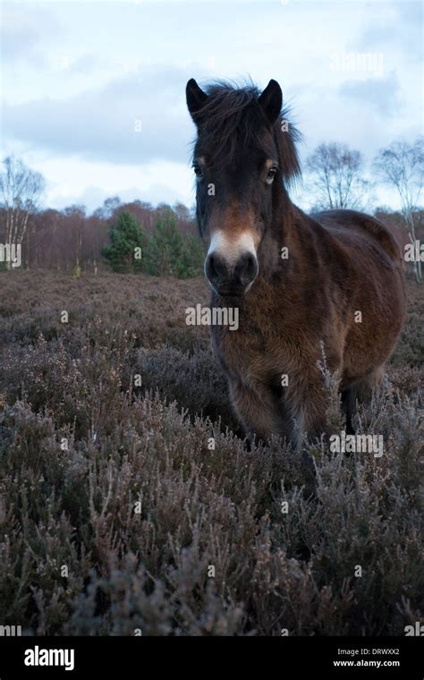 Exmoor Pony In Sutton Park Stock Photo Alamy