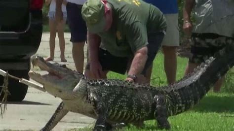 Alligator ‘ate Toes Off Of Florida Man Who Bathed In Pond Report Says