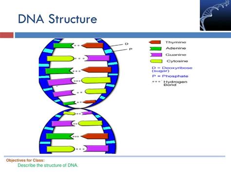 PPT - Intro to Genetics: DNA Structure & Function PowerPoint ...