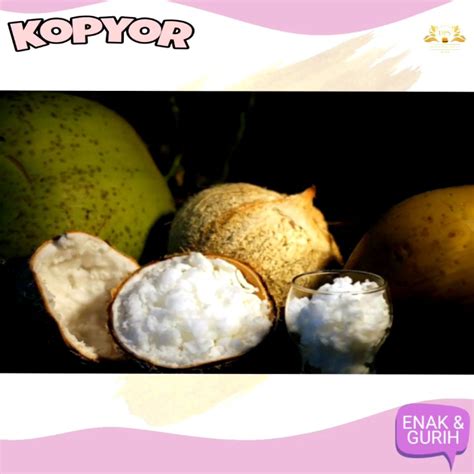 JUMBO BUAH KELAPA KOPYOR GENJAH ASLI KHAS MADURA Lazada Indonesia