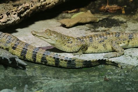 Philippine Crocodile Crocodylus Mindorensis Juvenile Zoochat