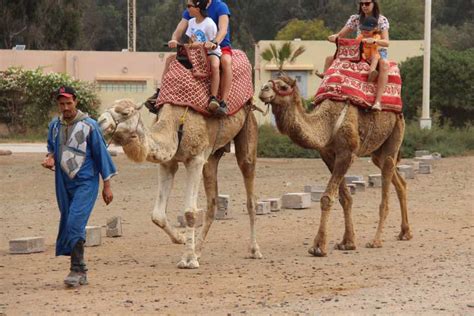 Au départ d Agadir Taghazout Balade à dos de chameau avec thé et