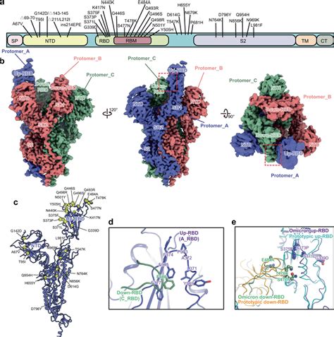 Cryo Em Structure Of The Omicron Spike Ectodomain Trimer A A Schematic