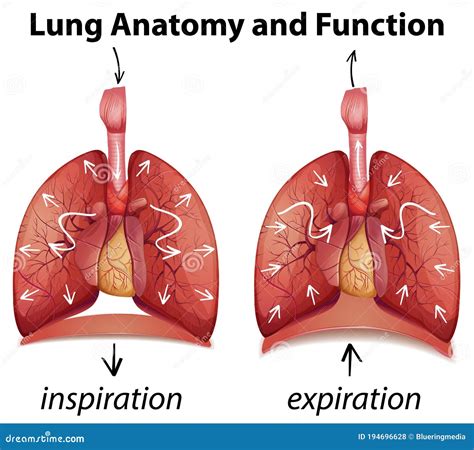 Lung Anatomy And Functions For Education Stock Vector Illustration Of