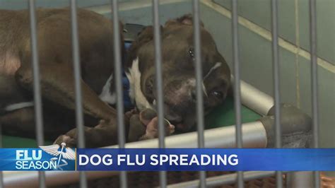 Is Dog Flu Deadly