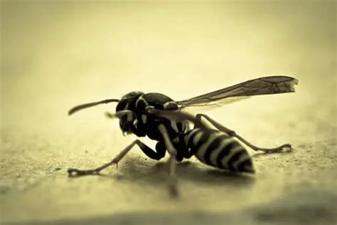 How to Deal With Wasp Stings - pestwhisperer.com