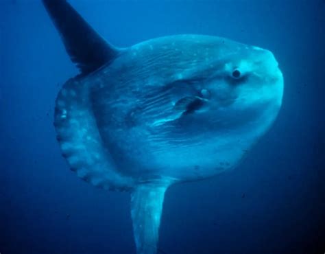 Ocean sunfish - Facts, Diet, Habitat & Pictures on Animalia.bio