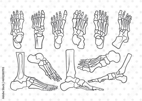 Human Foot Anatomy Silhouette Human Foot Anatomy Svg Foot Anatomy Svg