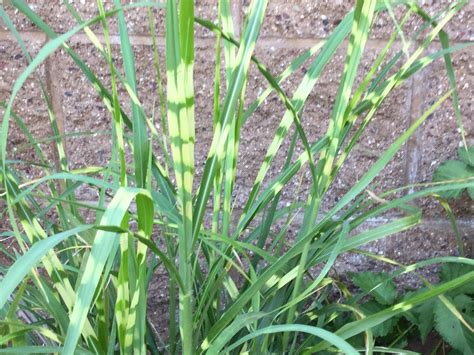 Zebra Grass Seeds & Rooted Plant Plant Fits 3 Size Pot Pack - Etsy