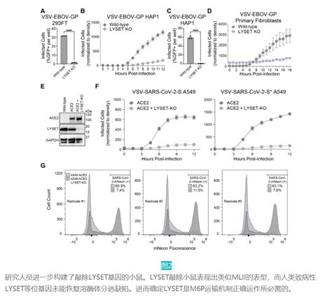 新晋诺奖得主《science》发文，解析病毒侵染关键蛋白 知乎