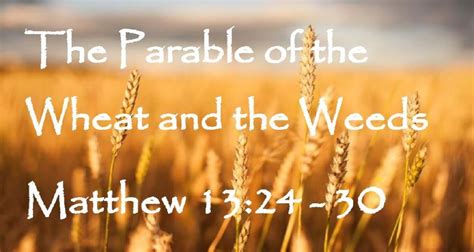 Matthew 13:24 Parable of the Weeds (Watch the Video or Read) - GNT ...