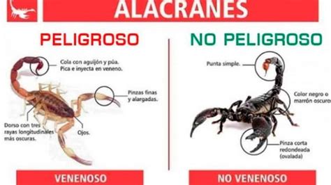 Alerta Por Alacranes Se Dispara El Miedo Y Los Expertos Aclaran Lo Que