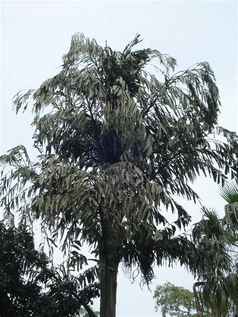 Plantfiles Pictures Caryota Species Burmese Fishtail Palm Clustered