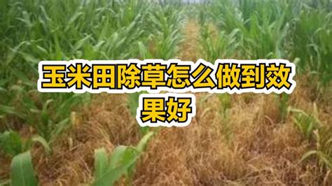 玉米田除草怎么做到效果好 三农视频 搜狐视频