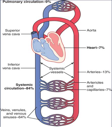 Biophysics Flashcards Quizlet