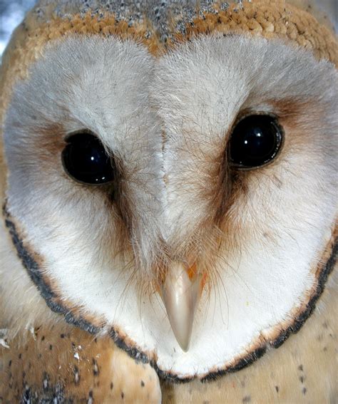 Barn Owl Face Drawing At Getdrawings Free Download