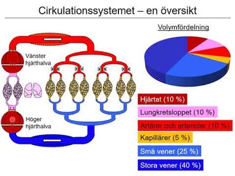 F Rel Sning Cirkulationssystemet Del Av Youtube