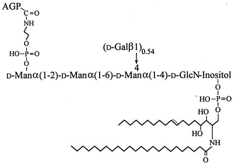 Structure Of The Glycosylphosphatidylinositol Anchor Of An