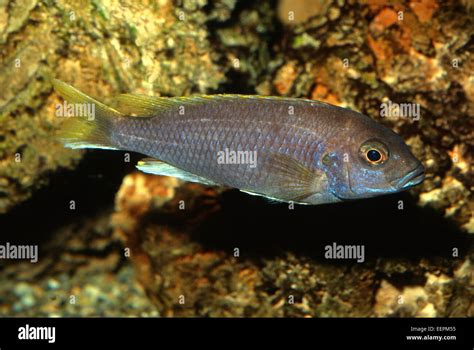 Lake Malawi Cichlids Hi Res Stock Photography And Images Alamy