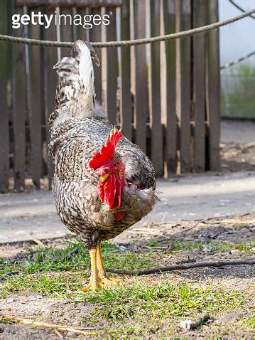 Naked Neck Chanticleer Gallus Domesticus