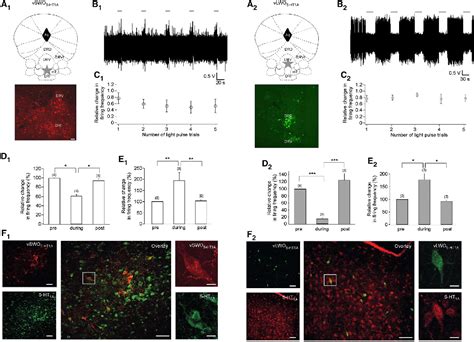 Figure 5 From Vertebrate Cone Opsins Enable Sustained And Highly