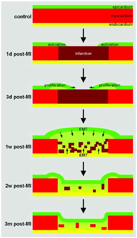 Schematic overview of morphological and molecular changes upon ... 