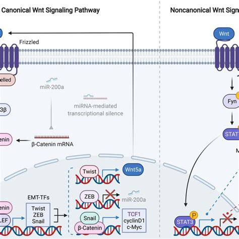 Regulation Of Emt Via Canonical Or Noncanonical Wnt Pathway In Download Scientific Diagram