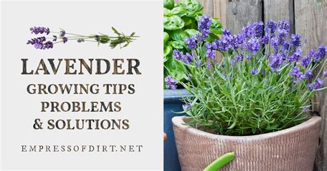 Expert Lavender Growing Tips for Home Gardeners — Empress of Dirt