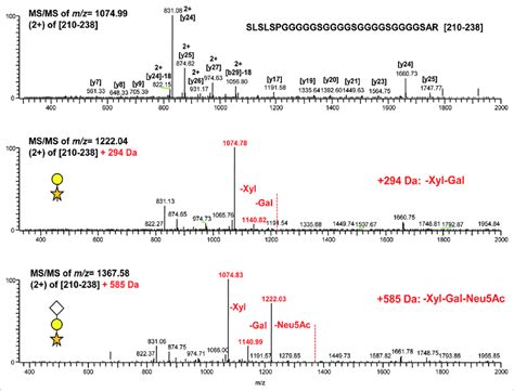 Ms Ms Of Different Forms Of The Linker Tryptic Peptide [210 238] And Download Scientific