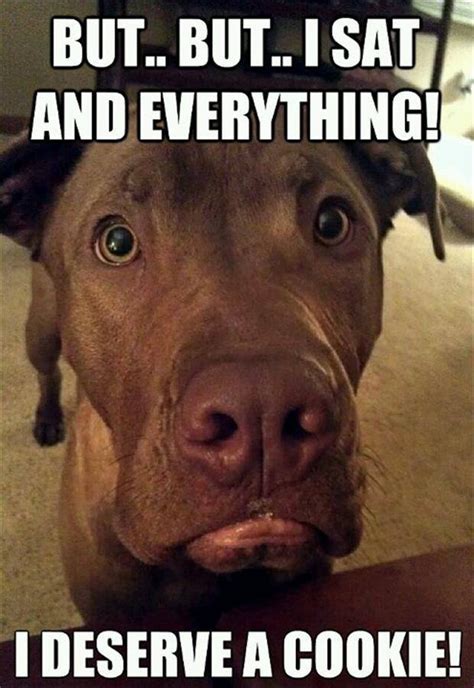 25 Funny Dog Memes - DogTime