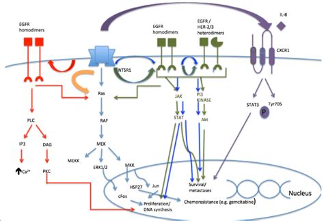 Summary Of The Role Of Nt Ntsr1 In Non Gastrointestinal Cancers Role