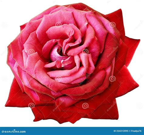 Red Rose Flower on White Isolated Background with Clipping Path. Closeup. for Design Stock Image ...