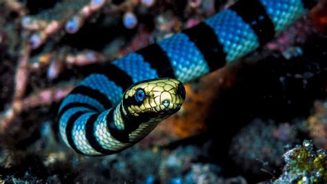 The Sea Snake Can Be More Venomous Than Rattlesnakes | HowStuffWorks