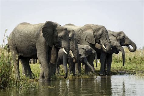 Majete Wildlife Reserve - Malawi - Safaris, camps and lodges