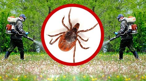 Акарицидная Обработка Территории от Клещей - Марафет