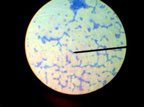 Staphylococcus Epidermidis Morphology