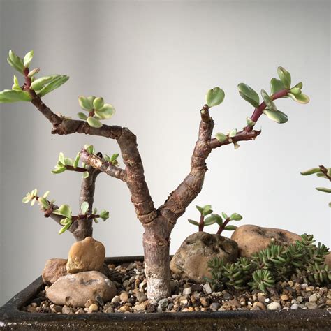 Бонсай крассула: Бонсай крассула (денежное дерево) — Купить в Москве