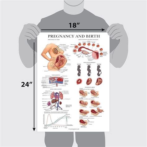 Reproductive Anatomy Conception Pregnancy And Birth Lesson 10