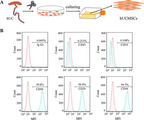 Extraction And Characterization Of Hucmscs A Schematic Plot Of The