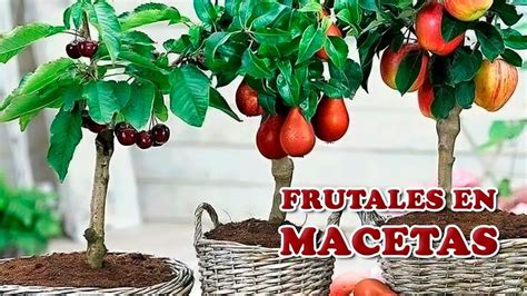 7 Cuidados Clave para Cultivar Árboles Frutales en Maceta Cuidando el