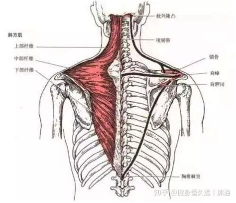 运动康复 脖子痛？斜方肌损伤，除了检查肌肉，你还要考虑这里 知乎